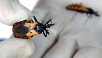 Chagas disease (also known as American trypanosomiasis)