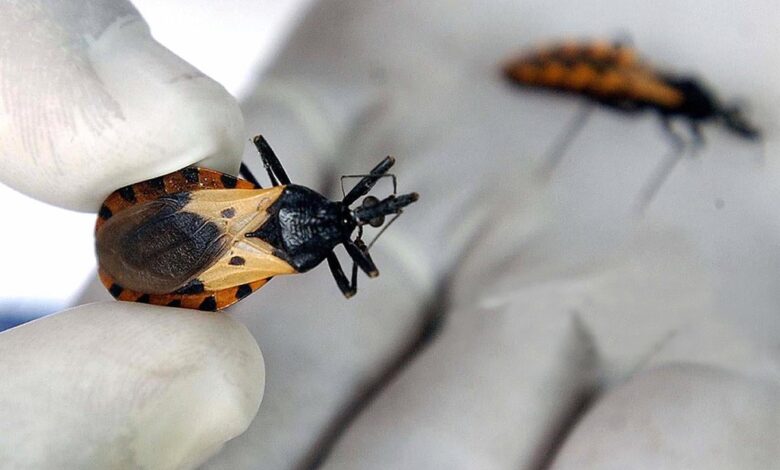 Chagas disease (also known as American trypanosomiasis) Chagas disease (also known as American trypanosomiasis)